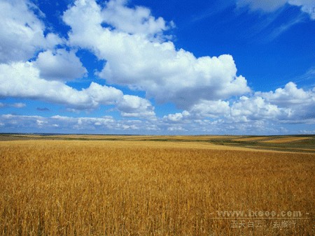 cornfield