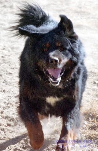 mastiff