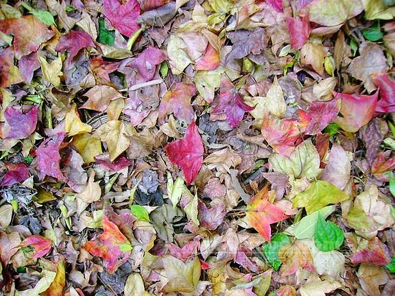 maple-leaf-danxia