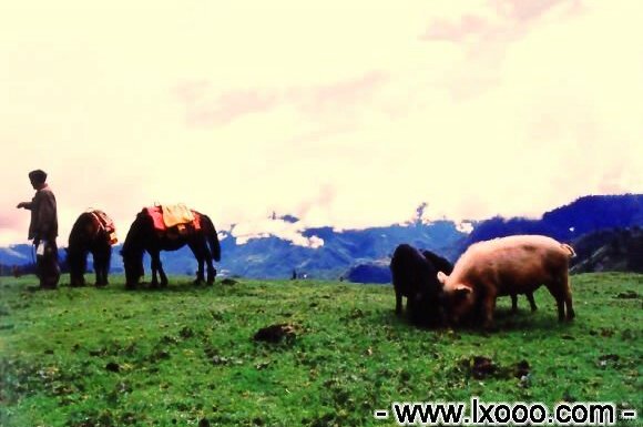 sichuan-yaan-yaojipengcuo-04