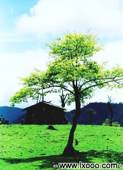 sichuan-yaan-yaojipengcuo-07