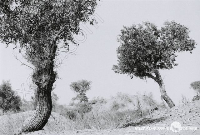 2-hu-poplar