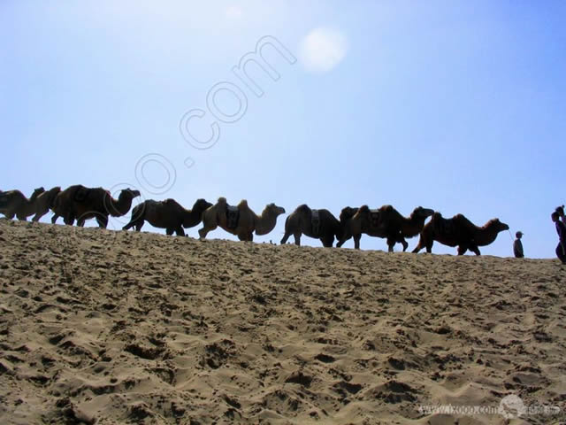 shahu06