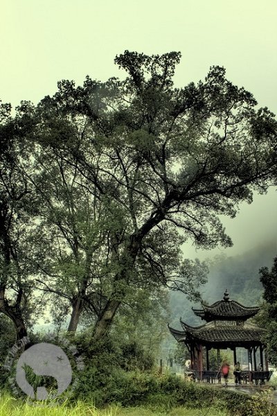 tree