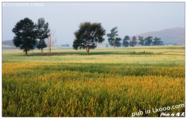 bashang-grassland