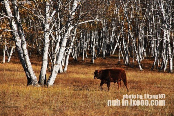 calf-before-forest