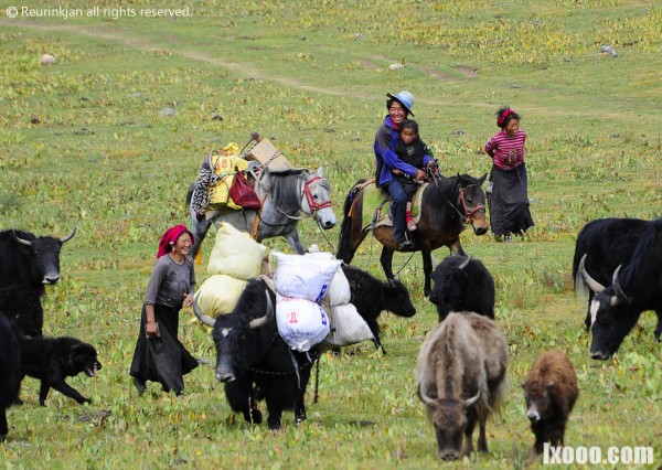 nomads-pastoralists-features-tibet