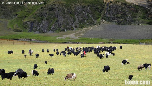 nomads-tibet