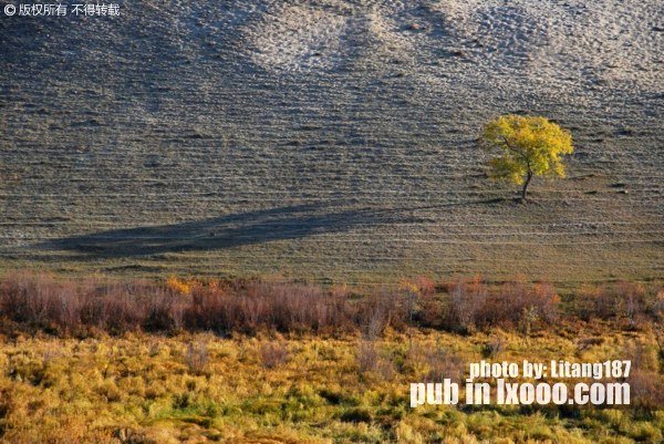 prairie-tree