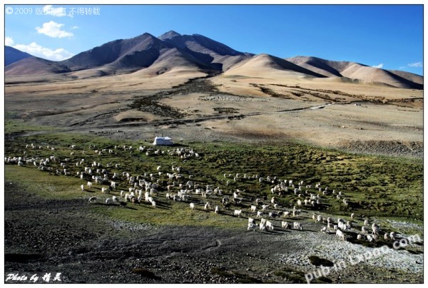 sheep-tibet