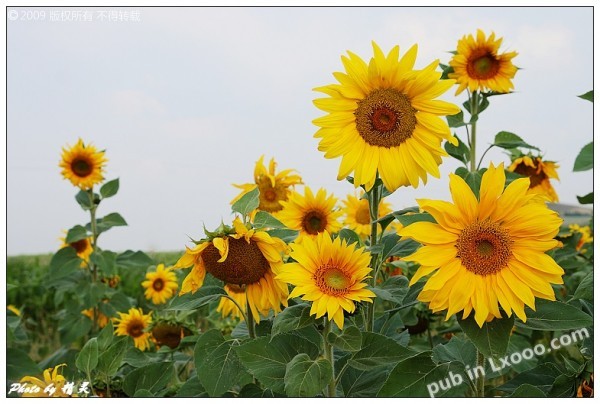 sunflower