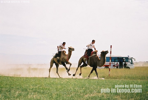 film-barkol-camel-racing