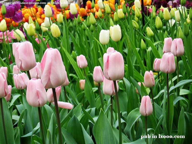pink-tulip