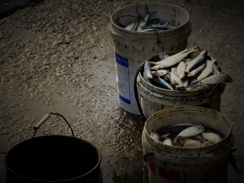 Fish