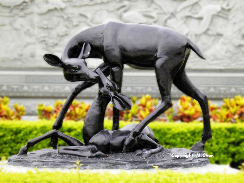 Deer