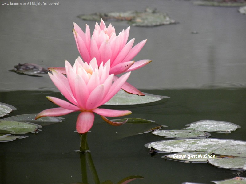 Two_water_lily